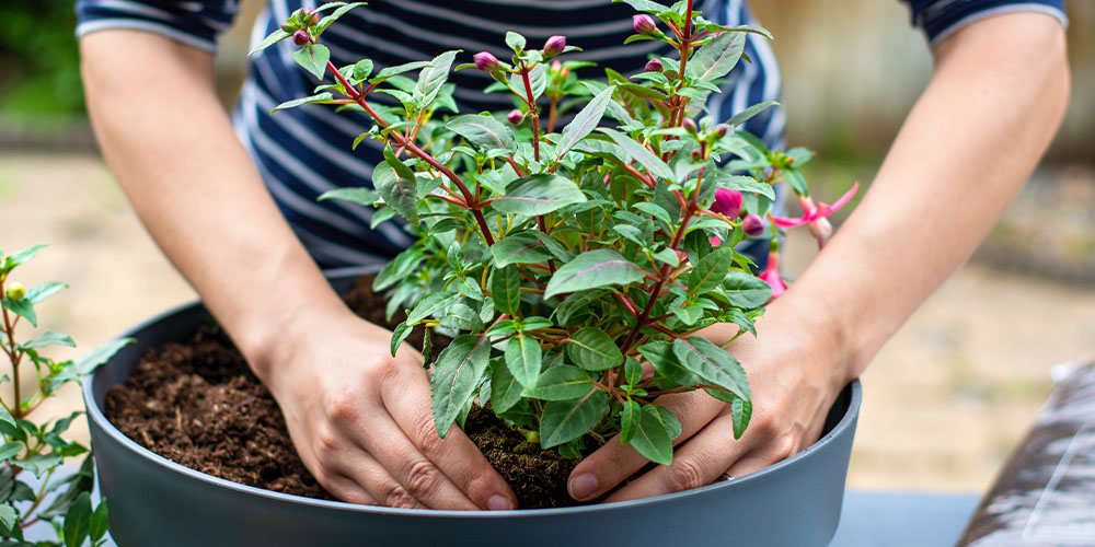 Bala & Port Carling Garden Centres planting container garden