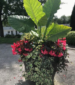 Bala & Port Carling Garden Centres feature thriller plant in container garden