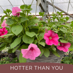 Port Carling Garden Centre - Eye-Catching Annuals for Mothers Day -hotter than you
