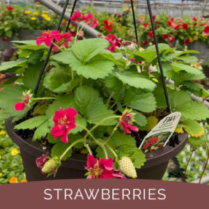 Port Carling Garden Centre - Eye-Catching Annuals for Mothers Day -straawberries