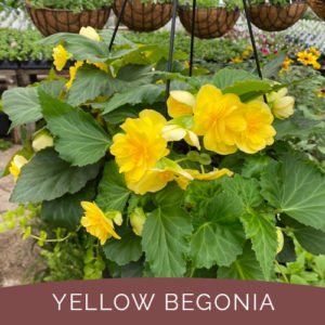 Port Carling Garden Centre - Eye-Catching Annuals for Mothers Day -yellow begonia