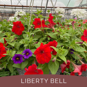 Port Carling Garden Centre - Eye-Catching Annuals for Mothers Day -yellow begonia copy