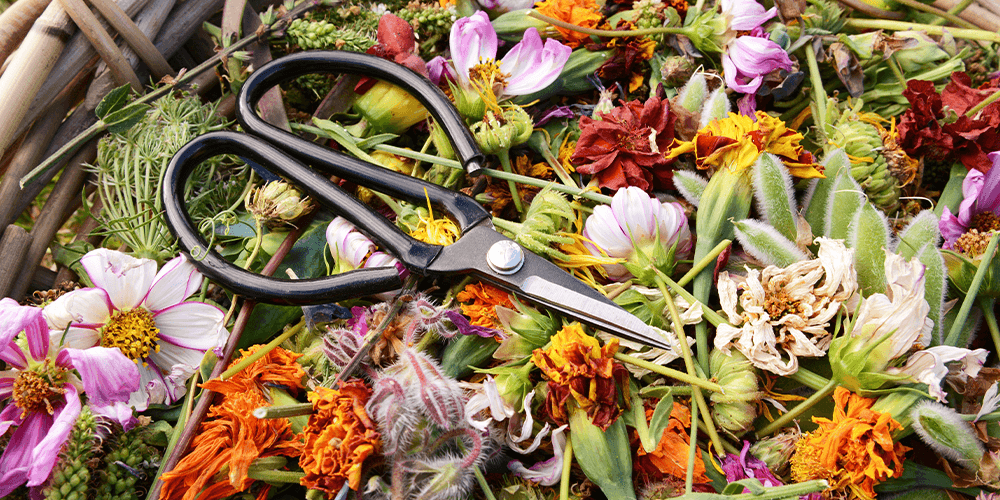Port Carling and Bala Garden Centre - How to Care for Annual Flowers-deadheads of flowers