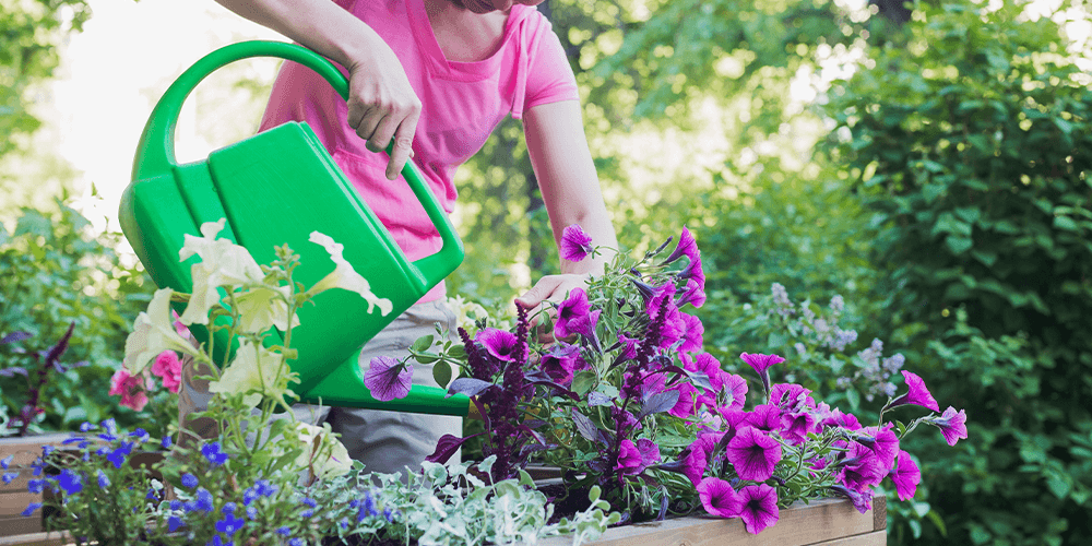 Port Carling and Bala Garden Centre - How to Care for Annual Flowers--watering annual container garden