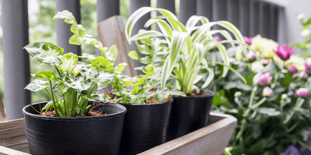 Port carling and bala garden centre _ -outdoor houseplants