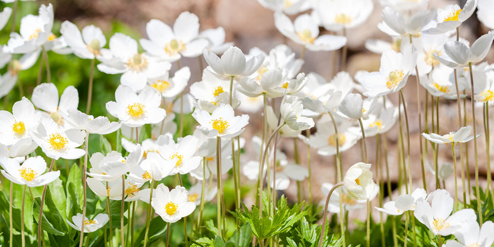 Port Carling & Bala Garden Centres - Best Garden Flowers for Cut Bouquets -Japanese Anemone flowers