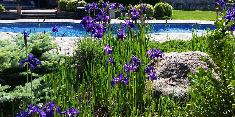 Port Carling & Bala Garden Centres - Best Garden Flowers for Cut Bouquets -iris flowers