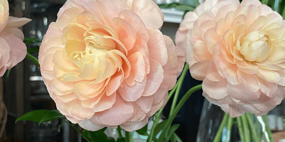 Port Carling and Bala Garden Centres -dahlia flowers