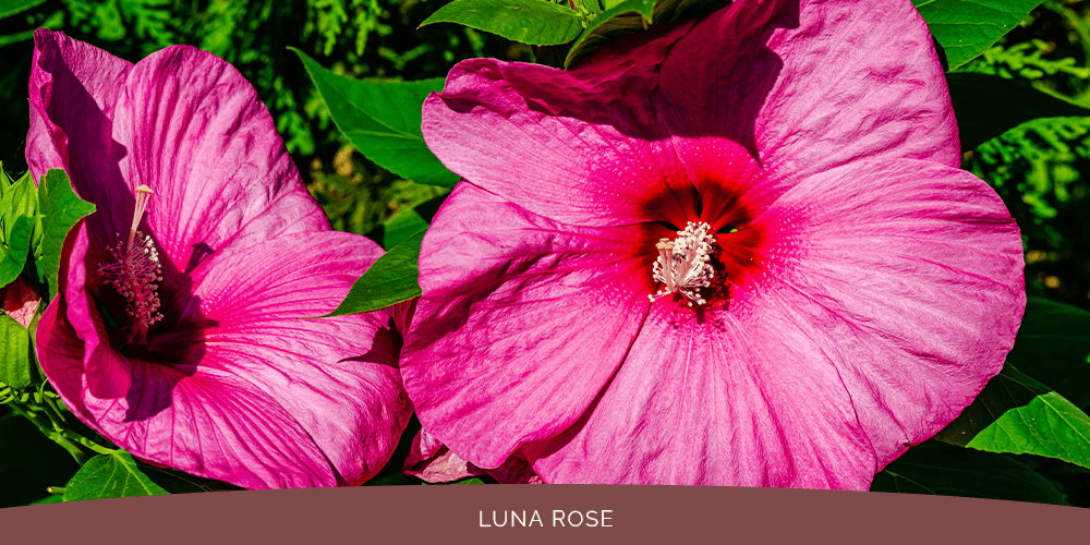 Port carling and bala garden centre _-luna rose hardy hibiscus