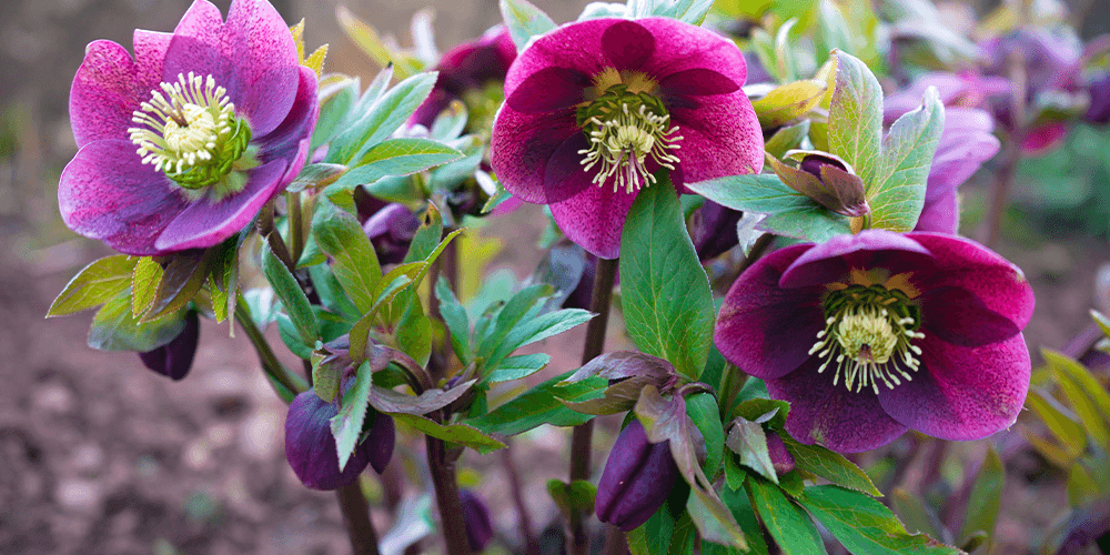 Port carling & bala garden centres_-hellebores flowers