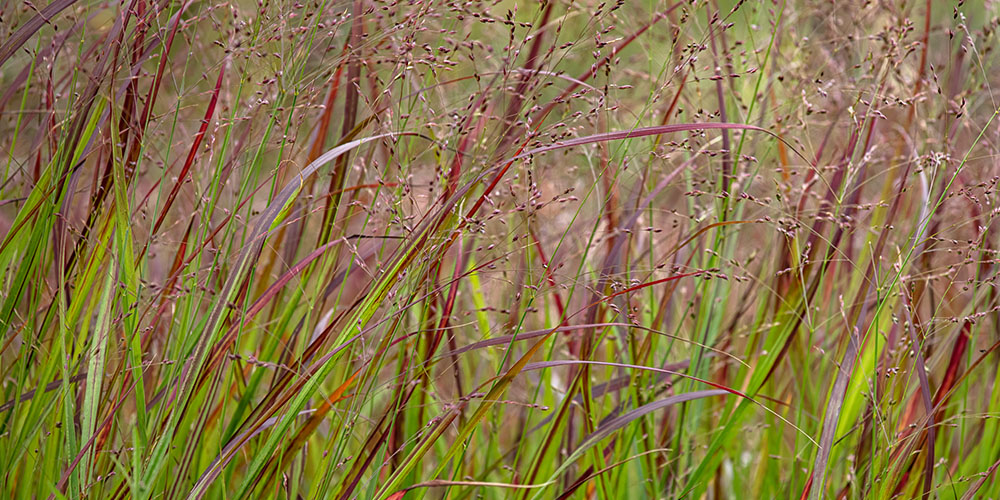 Port Carling and Bala Garden Centres-Ontario-Ornamental Grasses For The Landscape-switchgrass ornamental grass