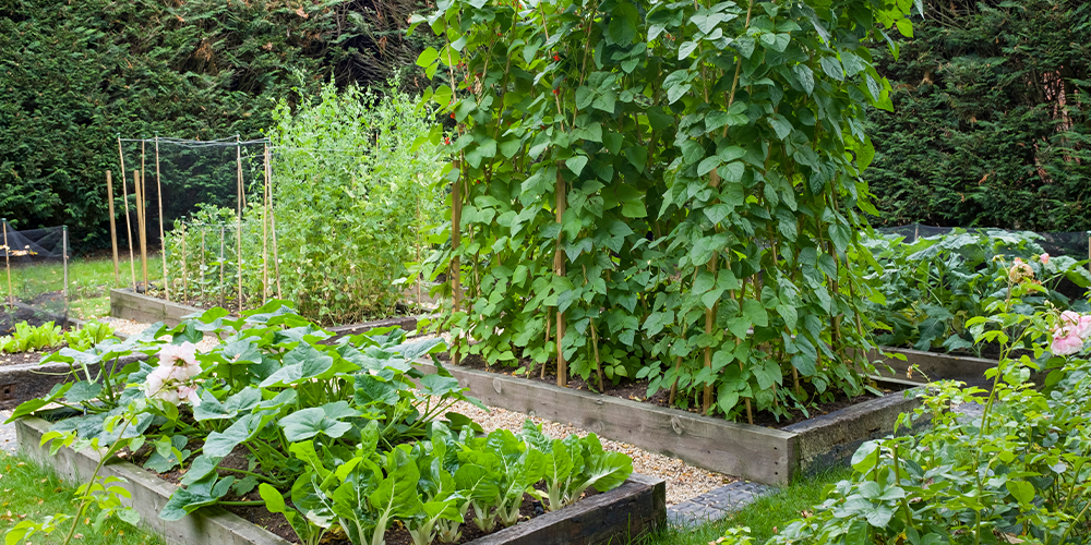 Port Carling and Bala Garden Centres- How to Create an Eco-Friendly Garden-vegetable garden in backyard