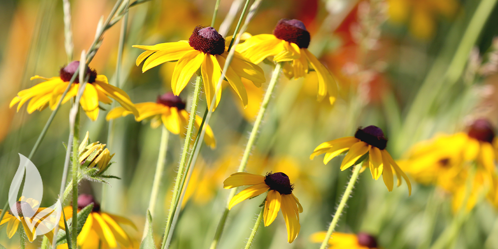 Port Carling and Bala Garden Centres- How to Create an Eco-Friendly Garden-black eyed susan flowers