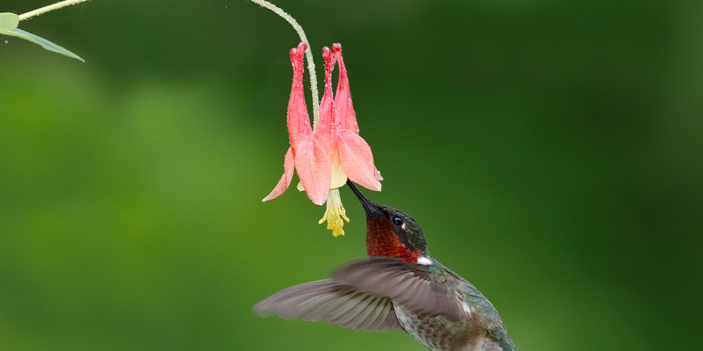 Port-Carling-and-Bala-Garden-Centres--How-to-Create-an-Eco-Friendly-Garden-hummingbird on columbine flower
