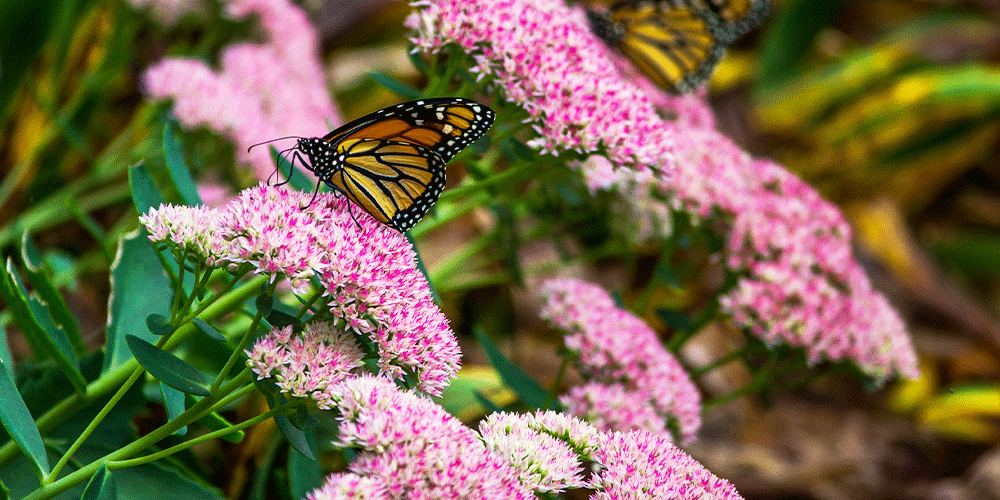 Port-Carling-and-Bala-Garden-Centres--How-to-Create-an-Eco-Friendly-Garden-sedum-autumn-joy