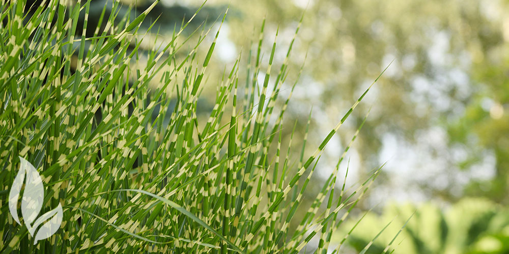 Port Carling and Bala Garden Centres-Ontario-Ornamental Grasses For The Landscape-zebrinus grass