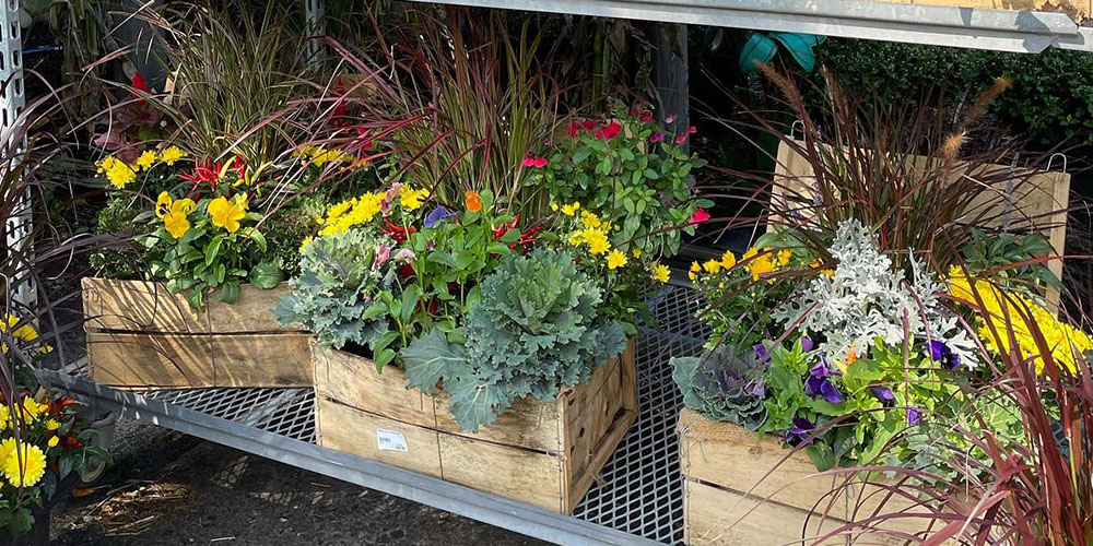 Port Carling and Bala Garden Centres-Ontario-Fall Container Garden Designs-mixed fall arrangements