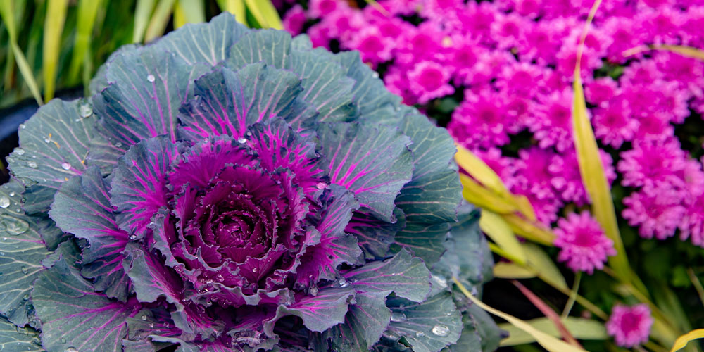Port Carling and Bala Garden Centres-Ontario-Fall Container Garden Designs-ornamental cabbage