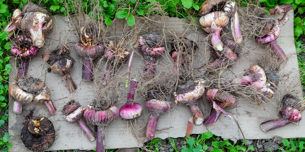 Port Carling and Bala Garden Centres-Ontario-Tips for Planting Spring and Summer Bulbs-gladiolus bulbs