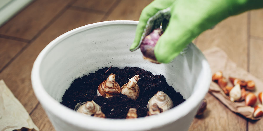 Port Carling and Bala Garden Centres-Ontario-Tips for Planting Spring and Summer Bulbs-planting bulbs in pot