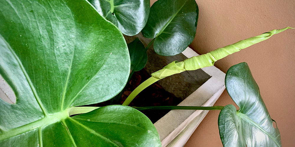 Port Carling and Bala Garden Centres-Ontario-Guide to Caring for Your Houseplants-new leaf on houseplant