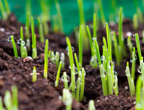 Spring Cleaning: Lawn Care Edition