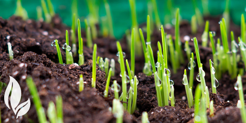 Port Carling Garden Centre-Ontario-Spring Cleaning- Lawn Care Edition-grass seed emerging