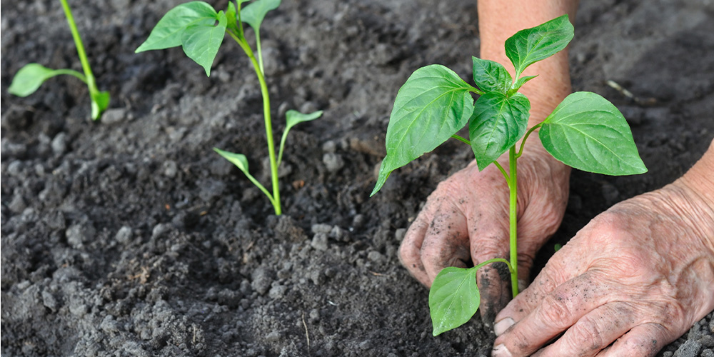 Port Carling and Bala Garden Centres-Ontario-Seed Starting Guide - planting peppers