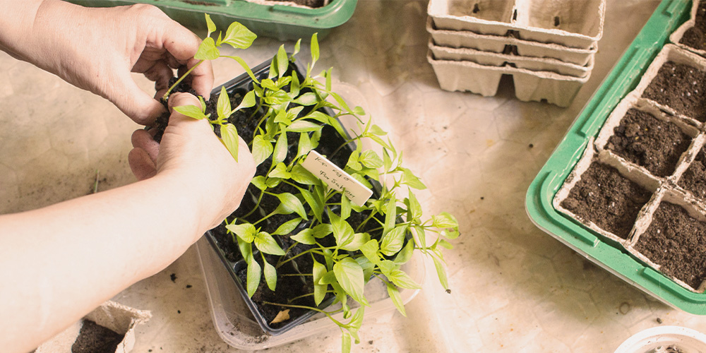Port Carling and Bala Garden Centres-Ontario-Seed Starting Guide--thinning out seeds