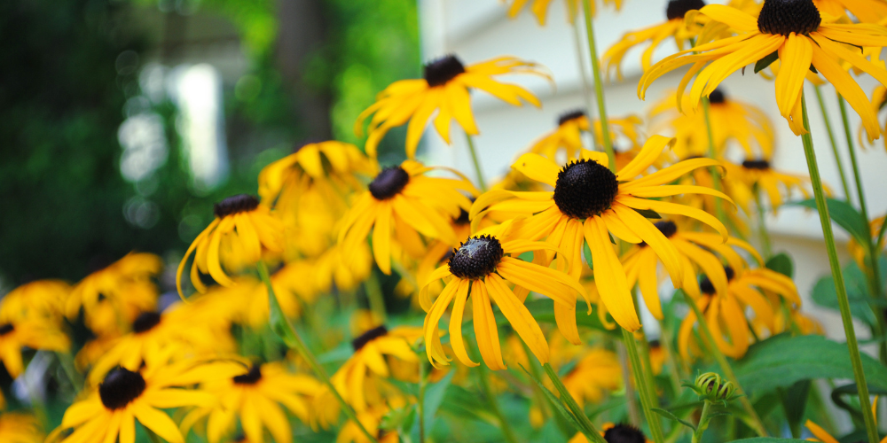 Port Carling Garden Centre-Ontario-Low-Maintenance Cottage Garden-Black eyed susans Port Carling Garden Centre-Ontario-Low-Maintenance Cottage Garden-Black eyed susans