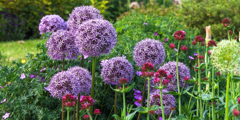 Port Carling and Bala Garden Centres-Ontario-Low-Maintenance Cottage Garden Design-allium perennials Port Carling and Bala Garden Centres-Ontario-Low-Maintenance Cottage Garden Design-allium perennials