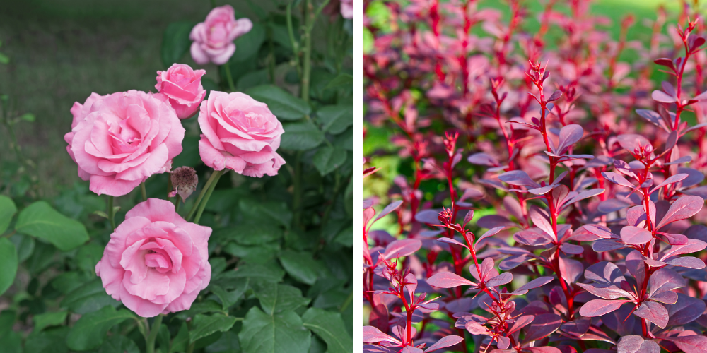 Port Carling and Bala Garden Centres-Port Carling and Bala Ontario-Keeping deer out of garden-roses and barberry shrubs Port Carling and Bala Garden Centres-Port Carling and Bala Ontario-Keeping deer out of garden-roses and barberry shrubs