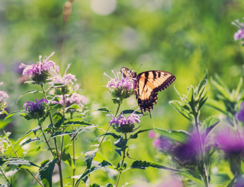 Butterfly-Friendly Plants for Ontario
